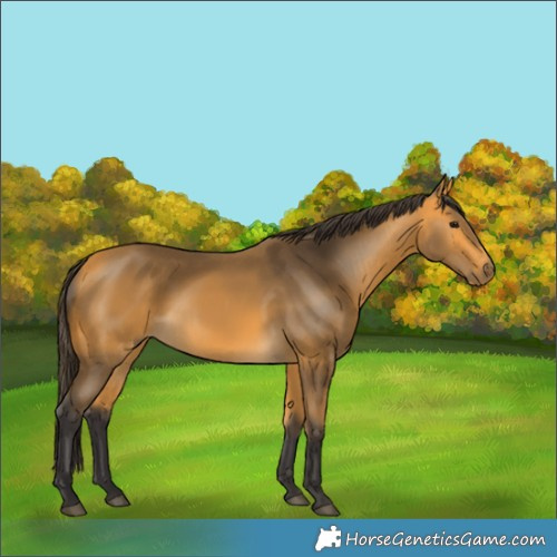 Horse Color:Buckskin 