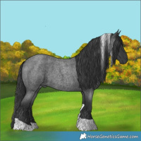 Horse Color:Blue Roan Tobiano 