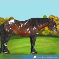 Horse Color:White Spotted Brown Appaloosa 