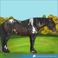 Horse Color:White Spotted Brown Snowflake Varnish 