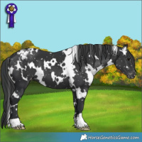 Horse Color:White Spotted Black Appaloosa 