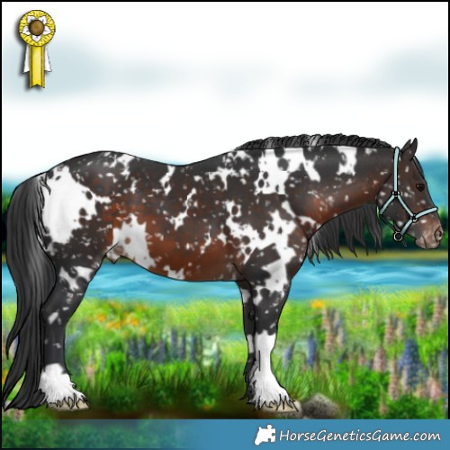 Horse Color:White Spotted Brown Appaloosa 