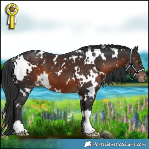 Horse Color:White Spotted Brown Appaloosa 