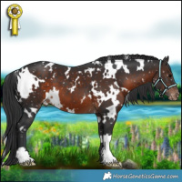 Horse Color:White Spotted Brown Appaloosa 