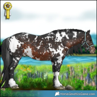 Horse Color:White Spotted Brown Appaloosa