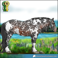 Horse Color:White Spotted Brown Appaloosa