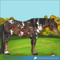 Horse Color:White Spotted Liver Chestnut Snowflake Varnish 