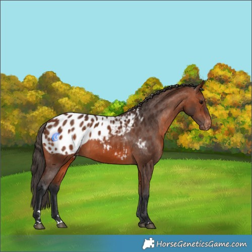 Horse Color:Bay Appaloosa 