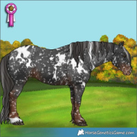Horse Color:White Spotted Liver Chestnut Appaloosa 