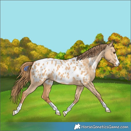 Horse Color:Red Dun Appaloosa 
