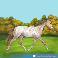 Horse Color:Red Dun Appaloosa 