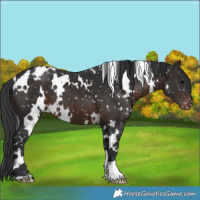 Horse Color:White Spotted Brown Appaloosa 