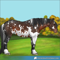 Horse Color:White Spotted Brown Snowflake Varnish 