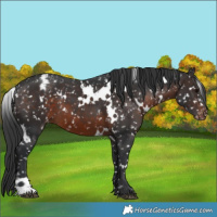 Horse Color:White Spotted Brown Snowflake Varnish 