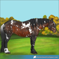 Horse Color:White Spotted Brown Appaloosa 