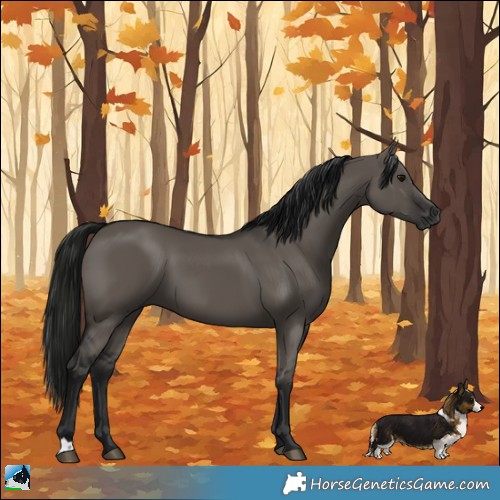 Horse Color:Gray Grullo
