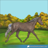 Horse Color:Silver Black