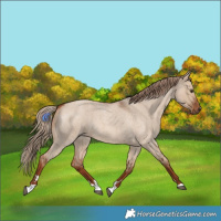 Horse Color:Red Dun Roan 