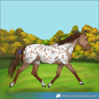Horse Color:Red Dun Appaloosa 