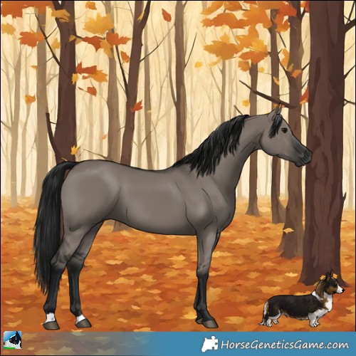 Horse Color:Gray Grullo 