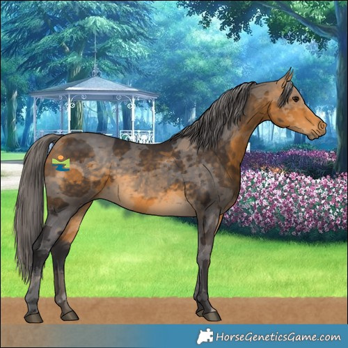 Horse Color:Buckskin Merle 