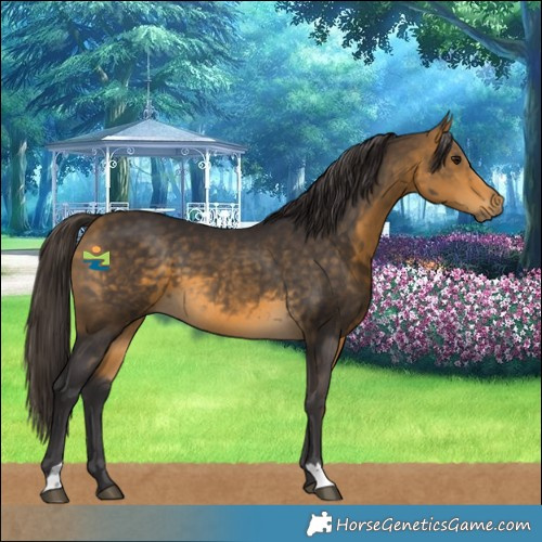 Horse Color:Buckskin 