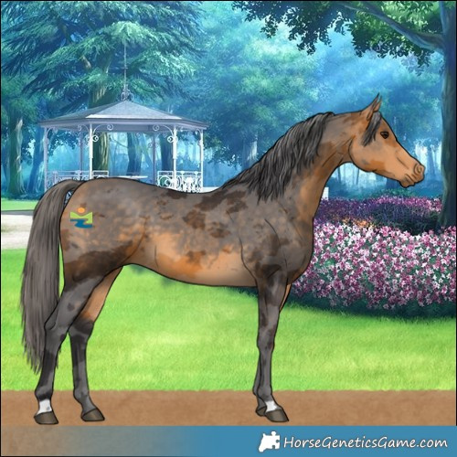 Horse Color:Buckskin Merle 