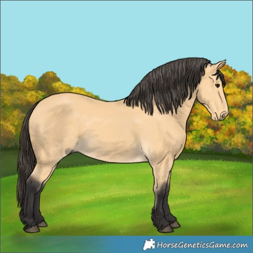Horse Color:Buckskin 