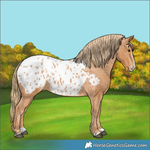 Horse Color:Chestnut Splash Appaloosa 