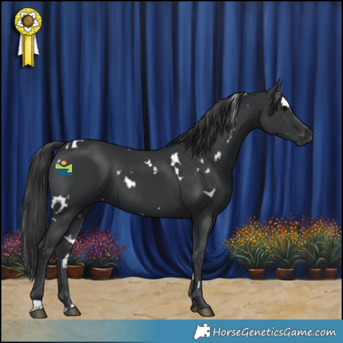 Horse Color:White Spotted Black 