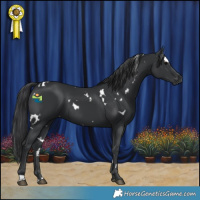 Horse Color:White Spotted Black