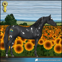 Horse Color:White Spotted Black 