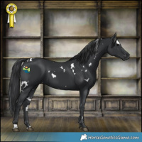 Horse Color:White Spotted Black 
