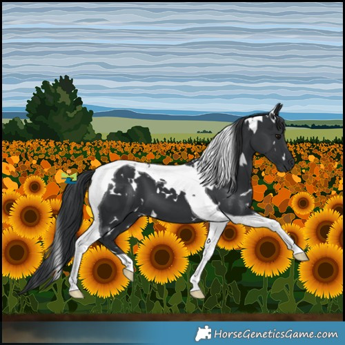 Horse Color:White Spotted Black Tobiano 