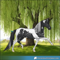 Horse Color:White Spotted Black Tobiano 