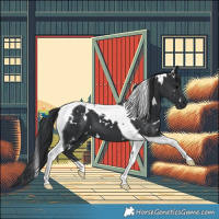 Horse Color:White Spotted Black Tobiano 