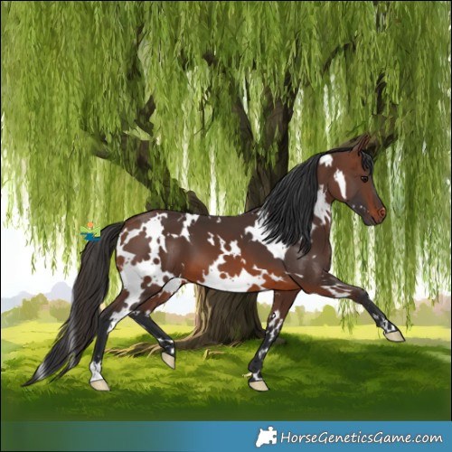 Horse Color:White Spotted Brown 