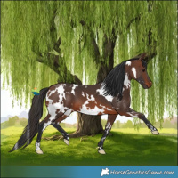 Horse Color:White Spotted Brown 