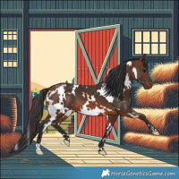 Horse Color:White Spotted Brown 