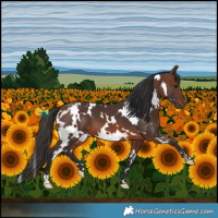 Horse Color:White Spotted Brown 
