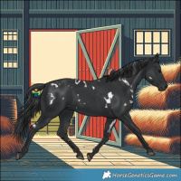 Horse Color:White Spotted Black 