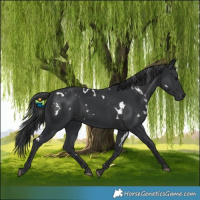 Horse Color:White Spotted Black