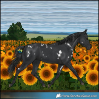 Horse Color:White Spotted Black 