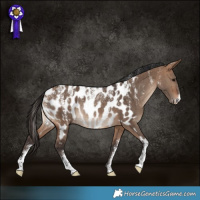 Horse Color:Powder White Bay Dun Near Leopard Rabicano Brindle 
