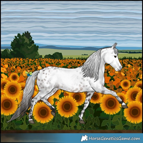 Horse Color:Gray White Spotted Bay Near Leopard 