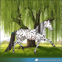 Horse Color:Gray White Spotted Bay Appaloosa