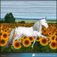 Horse Color:Gray White Spotted Bay Near Leopard 