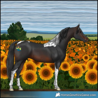 Horse Color:Brown Tobiano