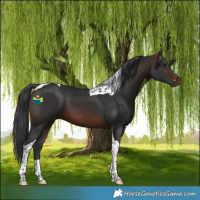 Horse Color:Brown Tobiano 