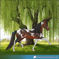 Horse Color:White Spotted Brown Tobiano 